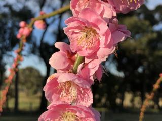 Meruňka japonská ´Pendula´