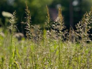 Metlice trsnatá - Deschampsia cespitosa