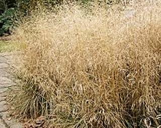 Metlice trsnatá ´Goldtau´ - Deschampsia caespitosa 'Goldtau' Balení: kontejner C2