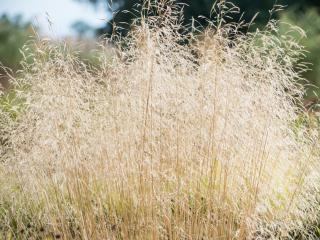 Metlice trsnatá 'Palava' - Deschampsia caespitosa 'Palava'