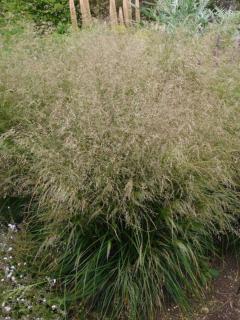 Metlice trsnatá ´Schottland´ - Deschampsia cespitosa 'Schottland'