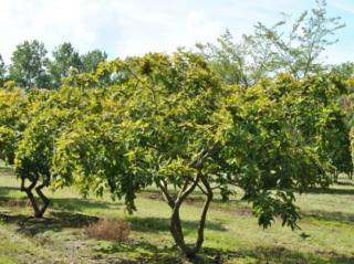 Mišpule německá 'Bredase Reus' Balení: bal/kontejner, Tvar: vícekmen, výška 250-300cm