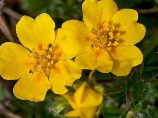 Mochna zlatá - Potentilla aurea