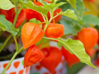 Mochyně židovská var. franchetii - Physalis franchetii