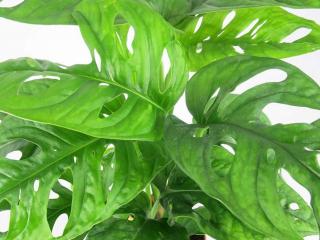 Monstera obliqua 'Monkey Leaf'