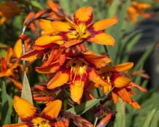 Montbrécie ´Emily Mckenzie´ - Crocosmia 'Emily Mckenzie'