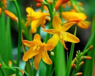 Montbrécie 'George Davison' - Crocosmia 'George Davison'