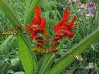 Montbrécie ´Lucifer´ - Crocosmia x crocosmiiflora ´Lucifer´ Balení: kontejner C2