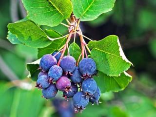 Muchovník olšolistý GREATBERRY FARM 'Kojuaagf'