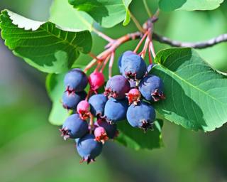 Muchovník olšolistý GREATBERRY FRUITY 'Kojuaagr'