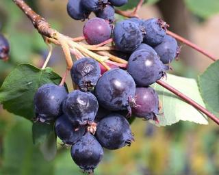 Muchovník olšolistý GREATBERRY GARDEN 'Kojuaagg'