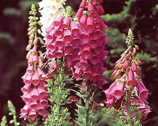 Náprstník červený ´Gloxiniaeflora´ - Digitalis purpurea 'Gloxiniaeflora'