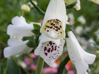 Náprstník červený ´Snow Timble´ - Digitalis purpurea ´Snow Timble´