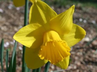 Narcis ´Arctic Gold´ 5 ks