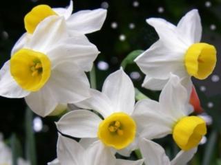 Narcis ´Canaliculatus´ 5 ks