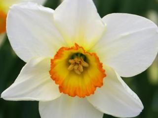 Narcis ´Flower Record´ 5 ks