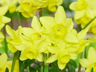 Narcis 'Golden Bouquet'