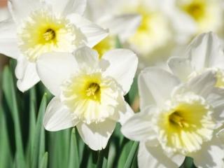 Narcis 'Papillon Blanc' 5 ks