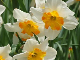 Narcis ´Parisienne´ 5 ks