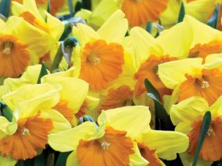 Narcis ´Pride of Lions´