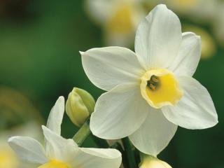 Narcis 'Silver Chimes'