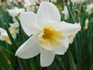 Narcis 'Sweet Love'