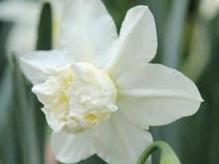 Narcis ´White Marvel´ 5 ks