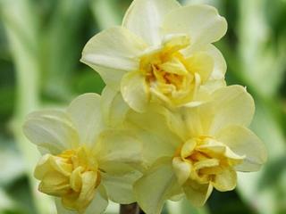 Narcis ´Yellow Cheerfulness´ 5 ks