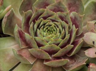 Netřesk x hybr. ´Rotkopf´ - Sempervivum x hybr. ´Rotkopf´