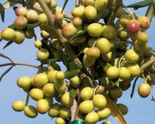 Olivovník evropský 'Arbosana'