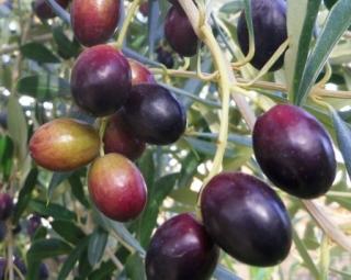 Olivovník evropský ´Megaron´