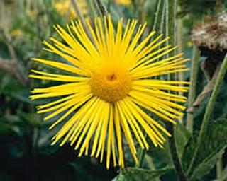 Oman vznešený - Inula magnifica
