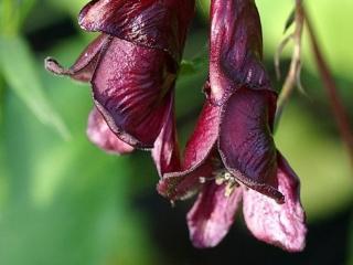 Oměj hemsleyanum ´Red Wine´ - Aconitum hemsleyanum 'Red Wine'