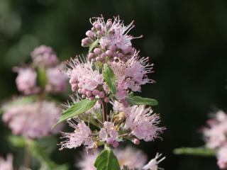 Ořechokřídlec klandonský 'Pink Perfection'