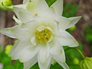 Orlíček obecný ´Winky White and White Double´ - Aquilegia vulgaris 'Winky White and White Double'