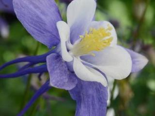 Orlíček velkokvětý ´Earlybird™ Purple Blue´ - Aquilegia caerulea 'Earlybird™ Purple Blue'