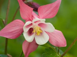 Orlíček velkokvětý ´Spring Magic Rose and White´ - Aquilegia caerulea 'Spring Magic Rose and White'