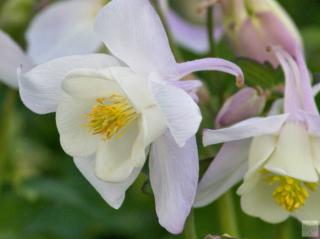 Orlíček velkokvětý ´Spring Magic White´ - Aquilegia caerulea 'Spring Magic White'