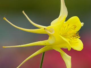 Orlíček zlatý ´Yellow Queen´ - Aquilegia chrysantha 'Yellow Queen'