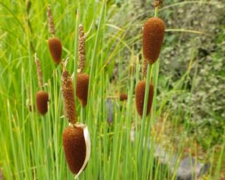 Orobinec nejmenší - Typha minima