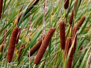 Orobinec úzkolistý - Typha angustifolia