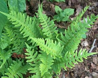 Osladič obecný  - Polypodium vulgare