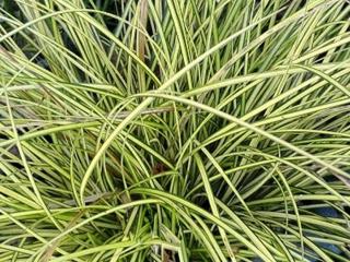 Ostřice brunnea ´Variegata´ - Carex brunnea 'Variegata'