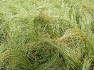 Ostřice chocholatá ´Frosted Curls´ - Carex comans 'Frosted Curls'