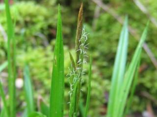 Ostřice lesní - Carex sylvatica