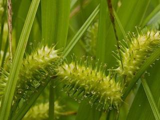 Ostřice lurida - Carex lurida