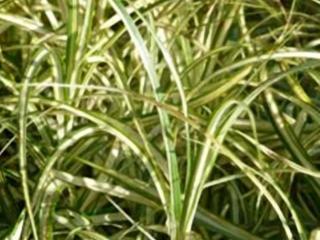 Ostřice muskingumenská 'Variegata' - Carex muskingumensis 'Variegata'