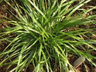 Ostřice ošímenská 'Greenwell' - Carex oshimensis 'Greenwell'