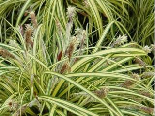 Ostřice ošímenská ´Maxi Gold´ - Carex oshimensis 'Maxi Gold'