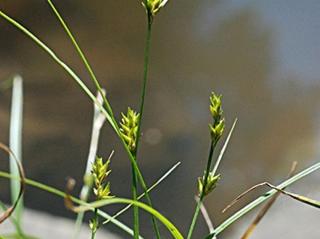Ostřice řídkoklasá - Carex remota